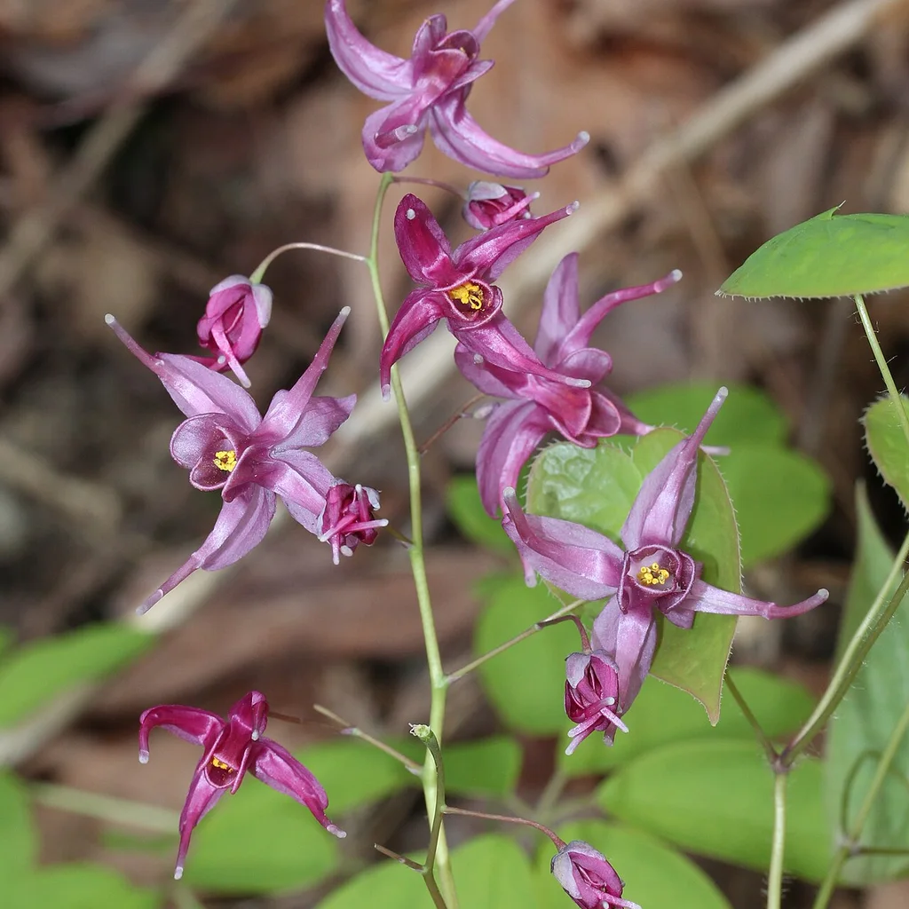 Epimedium (Epimedium) bitkisel ekstre görseli